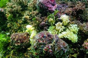 Cocoons of the predatory mollusk Rapana venosa, the invader in the Black Sea photo