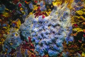 Sea sponges in underwater caves in Bulgaria, Fauna of the Black Sea photo