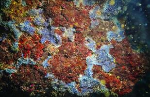 Algae and Sea sponges in underwater caves in Bulgaria, Fauna of the Black Sea photo