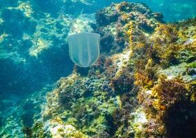 predatory comb jellyfish invader to the Black Sea, jellyfish Beroe ovate photo