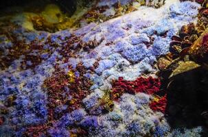 Sea sponges in underwater caves in Bulgaria, Fauna of the Black Sea photo