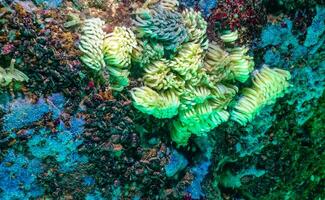 Cocoons of the predatory mollusk Rapana venosa, the invader in the Black Sea photo