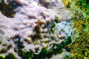 Sea sponges in underwater caves in Bulgaria, Fauna of the Black Sea photo