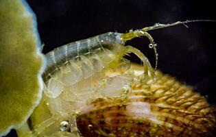 Gammarus sp., is an amphipod crustacean genus in the family Gammaridae photo