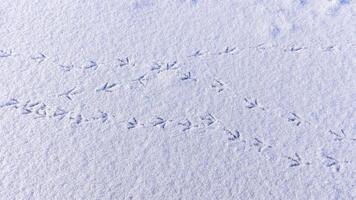 Bird tracks on smooth snow in winter, frozen lake photo