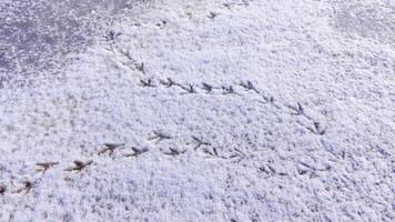 Bird tracks on smooth snow in winter, frozen lake photo