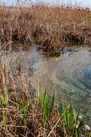 Plastic garbage on the shore in Hadzhibeysky estuary. Eutrophication of the reservoir, the problem of ecology photo