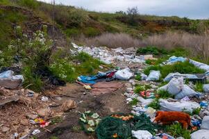 Heaps of plastic trash on the shore of the reservoir. Ecology of nature photo