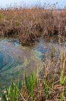 Plastic garbage on the shore in Hadzhibeysky estuary. Eutrophication of the reservoir, the problem of ecology photo