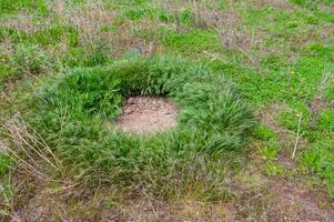 Green grass grows in a mysterious circle in a field photo