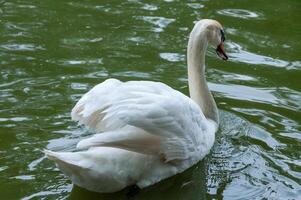 White swan swims in the lake, Askania-Nova, Ukraine photo