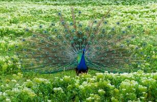 The Indian -or blue- peafowl, peacock Pavo cristatus, shows the females his open fluffy tail photo