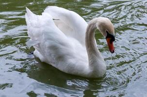 White swan swims in the lake, Askania-Nova, Ukraine photo