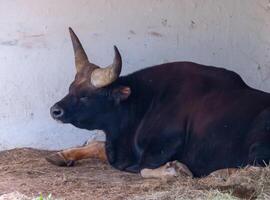 Close up portrait of Buffalo male, with big horns in the zoo photo