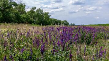 Salvia croak in the wind against the sky, Askania-Nova photo