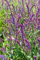 Salvia croak in the wind against the sky, Askania-Nova photo