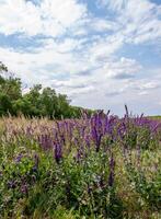 Salvia croak in the wind against the sky, Askania-Nova photo