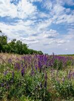 Salvia croak in the wind against the sky, Askania-Nova photo