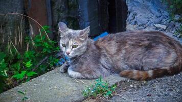 Homeless cat living on the street on the territory of the Kuyalnik sanatorium photo