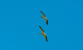 A flock of white pelicans circle high in the sky photo