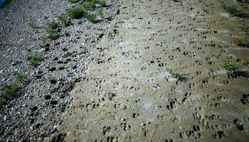 Traces of wild animals on the soft muddy bank of the Tiligul Estuary photo