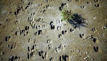 Traces of wild animals on the soft muddy bank of the Tiligul Estuary photo