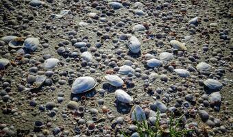 Shells of the clam Mya arenaria on the shore. Tiligul Liman, Odessa region photo