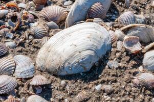 Shells of the clam Mya arenaria on the shore. Tiligul Liman, Odessa region photo