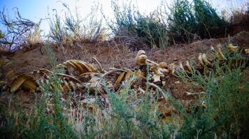 Animal skeletons on the collapsing clayey shore of the Tiligul Estuary, a blurred burial ground photo
