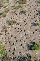 Traces of wild animals on the soft muddy bank of the Tiligul Estuary photo