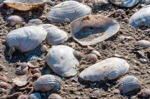 Shells of the clam Mya arenaria on the shore. Tiligul Liman, Odessa region photo