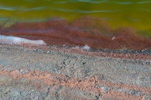Accumulations of the salt-tolerant crustacean Artemia salina near the shore in a salt lake, Tiligul Liman photo