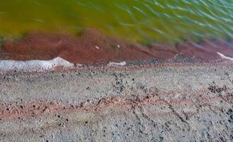 Accumulations of the salt-tolerant crustacean Artemia salina near the shore in a salt lake, Tiligul Liman photo