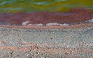 Accumulations of the salt-tolerant crustacean Artemia salina near the shore in a salt lake, Tiligul Liman photo