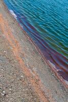 Accumulations of the salt-tolerant crustacean Artemia salina near the shore in a salt lake, Tiligul Liman photo