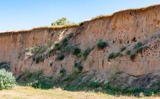 Burrows and nests of a bird colony in the clay shore of the Tiligul estuary photo
