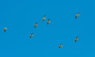 A flock of white pelicans circle high in the sky photo