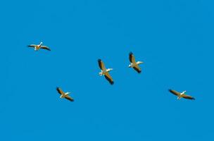 A flock of white pelicans circle high in the sky photo