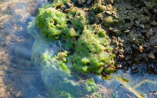 Green algae and molluscs of Dreissena polymorpha on stones in a slowly flowing river, Ukraine photo