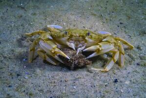 Liocarcinus holsatus, crab trying to eat hermit crab in the Black Sea photo