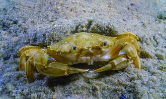 Liocarcinus holsatus, crab burrows into the sand in the Black Sea photo