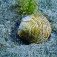 Chamelea gallina, bivalve mollusk burrowing into the sand in the Black Sea photo
