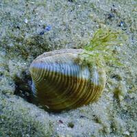 Chamelea gallina, bivalve mollusk burrowing into the sand in the Black Sea photo