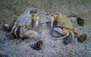 Liocarcinus holsatus, two crabs eat the jellyfish Aurelia on the sand in the Black Sea photo