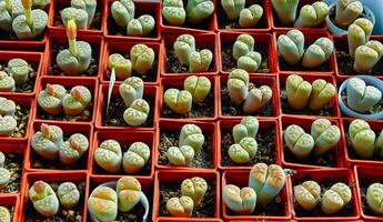 South African supersucculent plant Lithops in the collection of a botanical garden photo