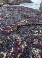 Strong water surge in the Black Sea, coastal mussels were above the water level, the death of mollusks in the air photo