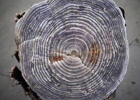 Annual rings on the remains of wooden piles preserved with common salt in the Kuyalnik estuary photo