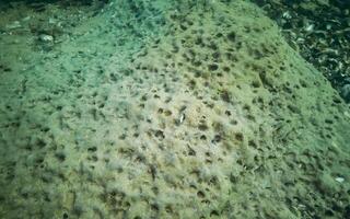 Green meiotic clay of the sea, in which bivalves live White piddock - Barnea candida photo