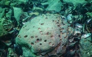 Green meiotic clay of the sea, in which bivalves live White piddock - Barnea candida photo