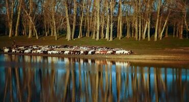 Scenic view, a herd of sheep and goats walking along the shore of a small lake photo